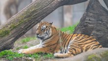 Indonezija u potrazi za više dokaza da je javanski tigar još uvijek u divljini