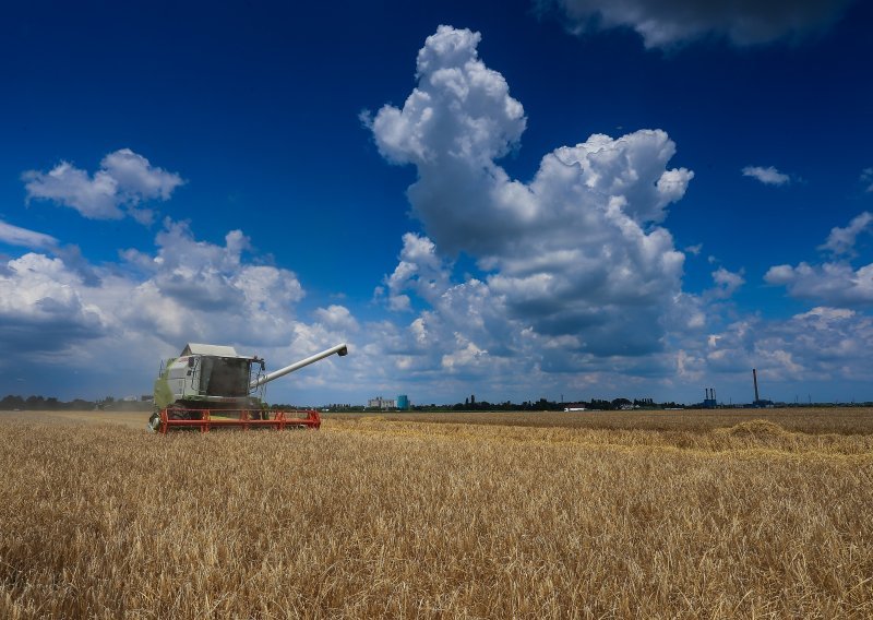 Gotova žetva: Proizvodnja pšenice u Hrvatskoj znatno porasla, uljana repica u minusu 30 posto