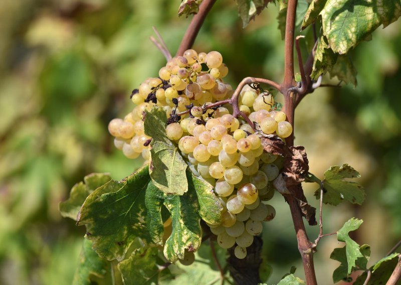 Europa planira drastično smanjenje pesticida. Mogu li hrvatski vinogradi to izdržati? Posebno jedna dalmatinska, autohtona sorta