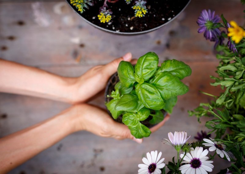 Začin koji obožavamo: Kako uzgojiti mirisni bosiljak i u kojim jelima ga koristiti