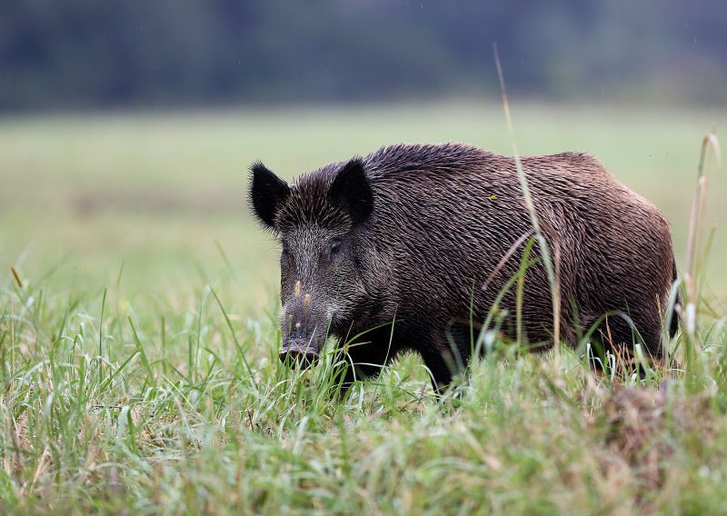 Divlje svinje napadaju vinograde u Novom Vinodolskom