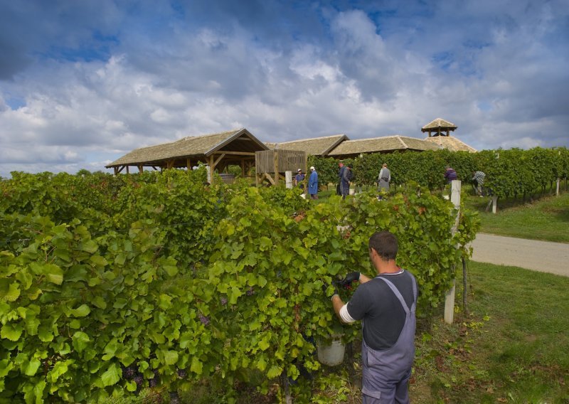 Počele berbe graševine i malvazije u vinogradima Fortenova grupe