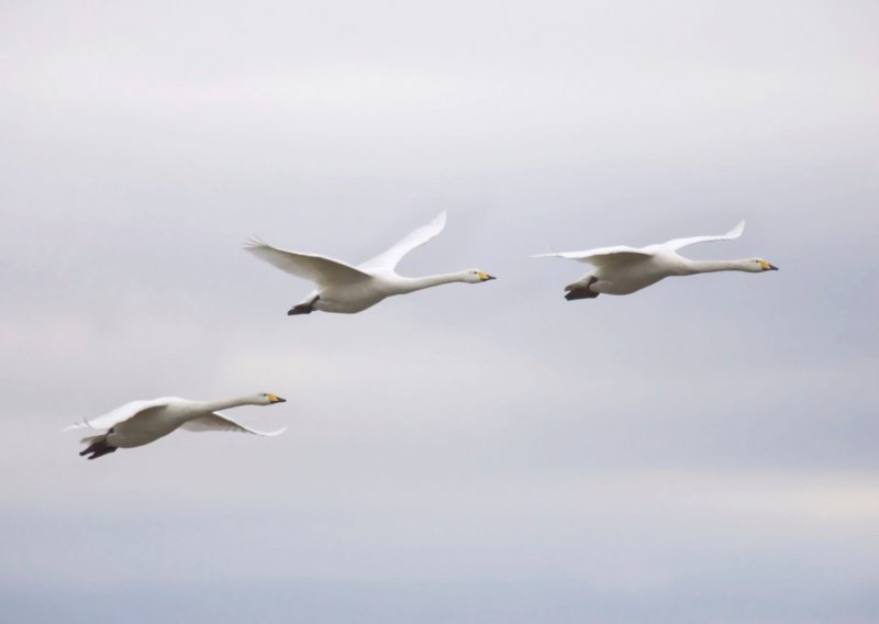 U Sloveniji sve više slučajeva ptičje gripe kod divljih ptica