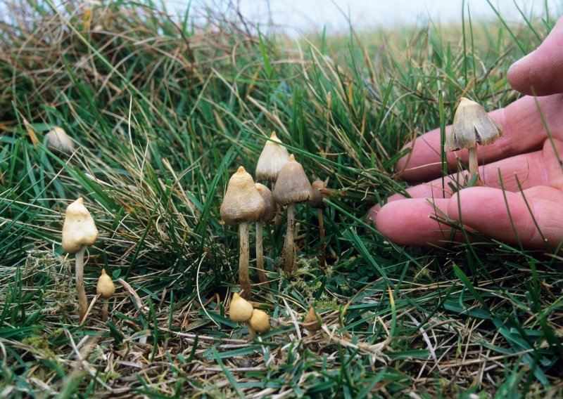 Jeste li znali da gljive raspolažu 'rječnikom' od 50 riječi?