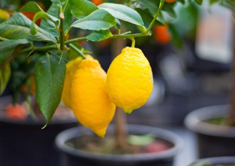 Limun je nevjerojatno lako uzgojiti, a uz nekoliko jednostavnih pravila možete ga posaditi i na terasi ili balkonu