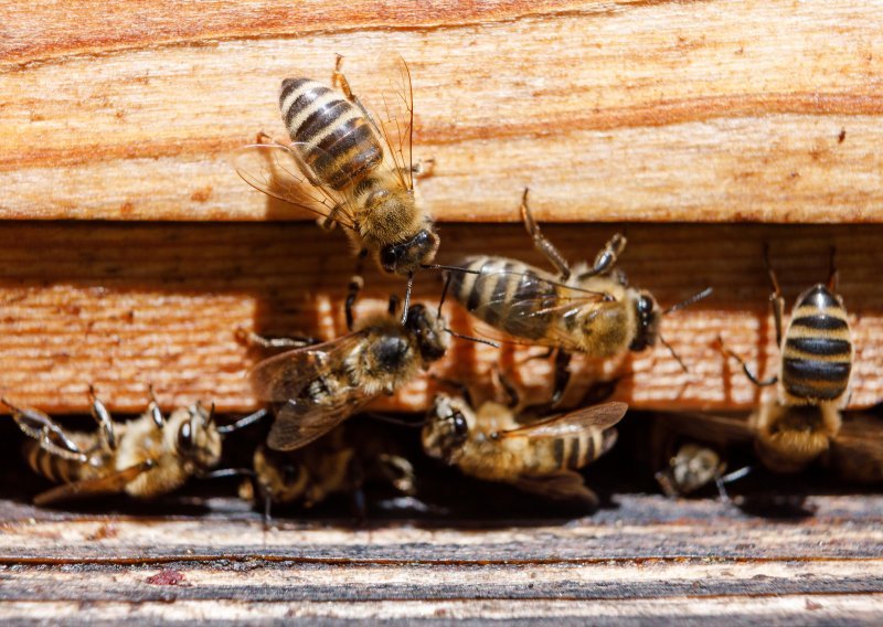 Nezapamćeno topla zima probudila pčele: Zahladi li drastično, uslijedit će pomor ovih korisnih kukaca