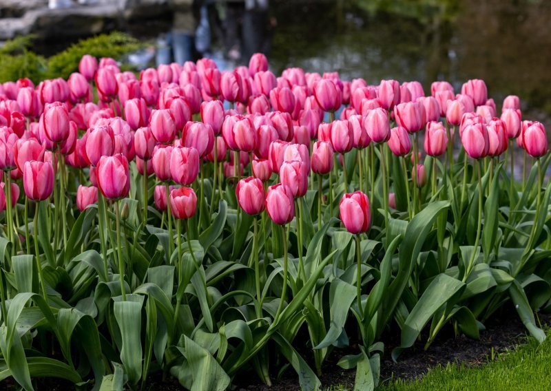 U vrtu imate fijasko s tulipanima? Evo zašto ne rastu