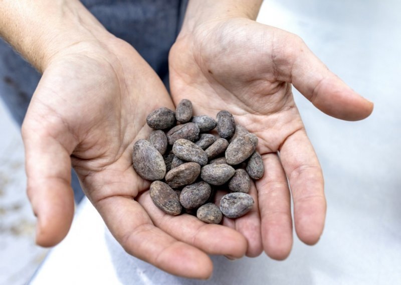 Vodeći prerađivači kakaovca u Africi zaustavili proizvodnju