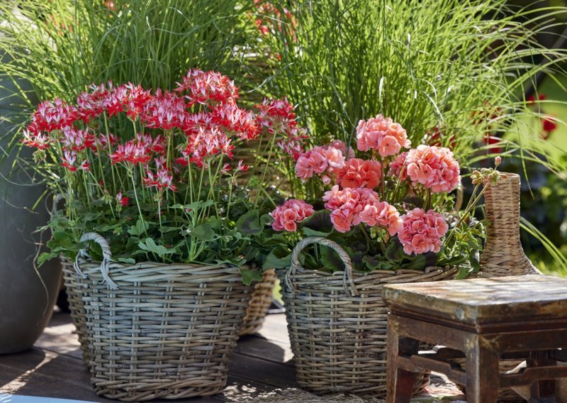 Najdraže ljetno cvijeće: Ovo su trikovi zbog kojih će pelargonije stalno cvjetati