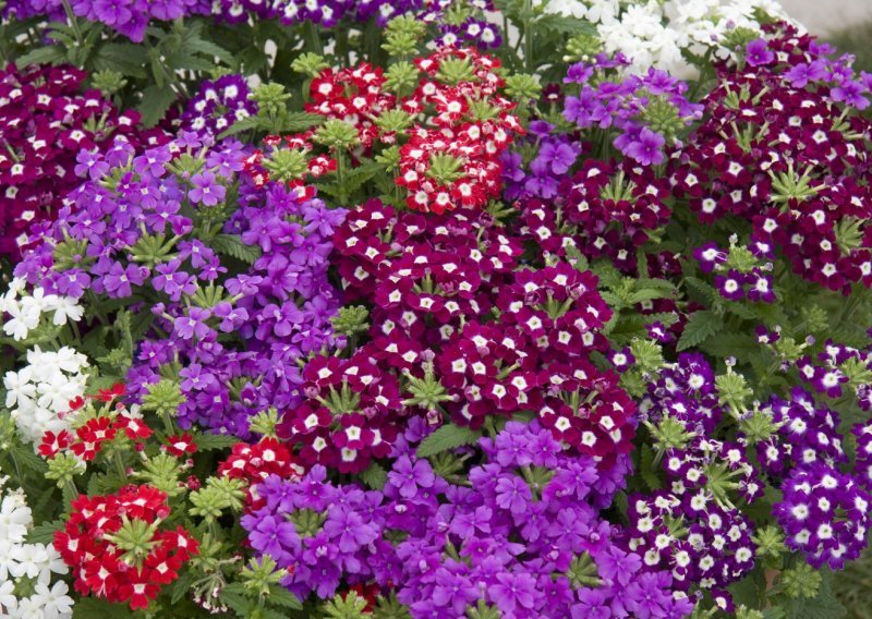 Šareni vrt na balkonu: Ove divne biljke lake su za uzgoj, a cvatu do kraja ljeta